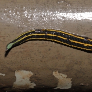 Hirudinidae sp. (family) at Acton, ACT - 4 May 2021 10:52 AM