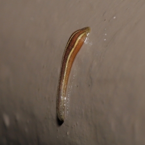 Hirudinidae sp. (family) at Acton, ACT - 4 May 2021