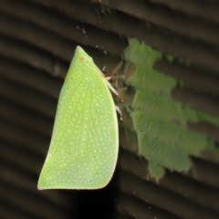 Siphanta acuta at Acton, ACT - 4 May 2021