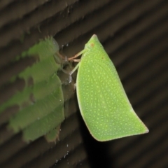 Siphanta acuta at Acton, ACT - 4 May 2021