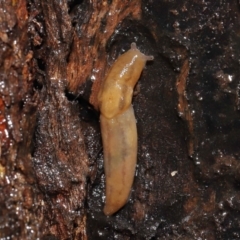 Ambigolimax nyctelia (Striped Field Slug) at Acton, ACT - 4 May 2021 by TimL