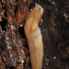 Ambigolimax sp. (valentius and waterstoni) at Acton, ACT - 4 May 2021