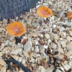 Amanita muscaria (Fly Agaric) at Reid, ACT - 6 May 2021 by Rixon