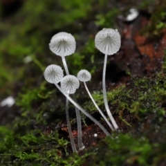 Mycena sp. (Mycena) at ANBG - 5 May 2021 by TimL