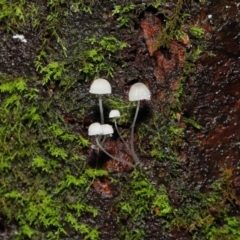 Mycena sp. at Acton, ACT - 5 May 2021 10:36 AM