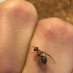 Bactrocera (Bactrocera) tryoni at Garran, ACT - 5 May 2021