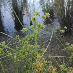 Cyperus eragrostis (Umbrella Sedge) at Monash, ACT - 4 Mar 2021 by michaelb