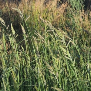 Echinochloa crus-galli at Monash, ACT - 4 Mar 2021