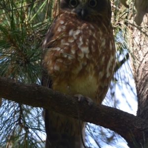 Ninox boobook at Greenleigh, NSW - 10 May 2021