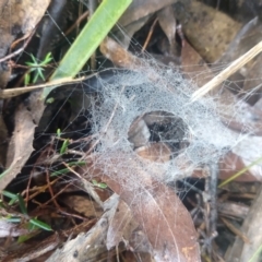 Unidentified Spider (Araneae) at Mongarlowe River - 7 May 2021 by LyndalT