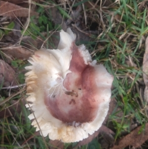 Russula sp. (genus) at Budawang, NSW - 8 May 2021 01:57 PM