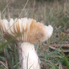 Russula sp. at Budawang, NSW - 8 May 2021