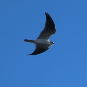 Elanus axillaris at Garran, ACT - 10 May 2021