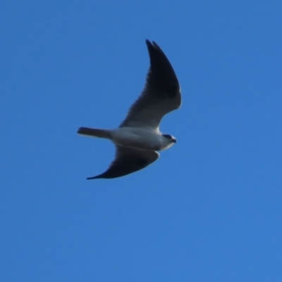 Elanus axillaris (Black-shouldered Kite) at Garran, ACT - 10 May 2021 by roymcd