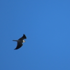 Elanus axillaris at Garran, ACT - 10 May 2021