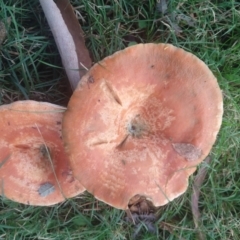 Lactarius deliciosus (Saffron Milkcap) at Budawang, NSW - 9 May 2021 by LyndalT