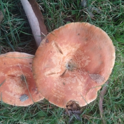 Lactarius deliciosus (Saffron Milkcap) at Mongarlowe River - 9 May 2021 by LyndalT