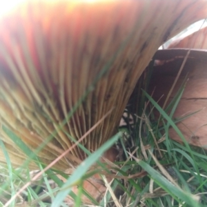 Lactarius deliciosus at Budawang, NSW - 9 May 2021 03:55 PM