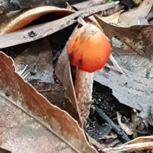 Hygrocybe sp. ‘red’ at Acton, ACT - 11 May 2021