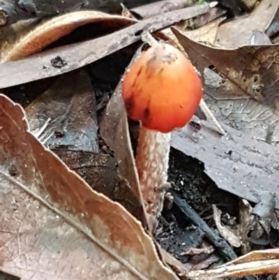 Hygrocybe sp. ‘red’ (A Waxcap) at ANBG - 11 May 2021 by tpreston