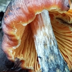 Hygrocybe sp. ‘red’ at Acton, ACT - 11 May 2021