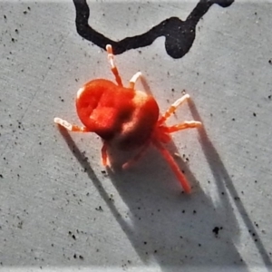 Trombidiidae (family) at Acton, ACT - 11 May 2021