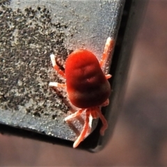 Trombidiidae (family) at Acton, ACT - 11 May 2021