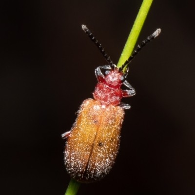 Poneridia macdonaldi (Leaf beetle) at Forde, ACT - 11 May 2021 by Roger