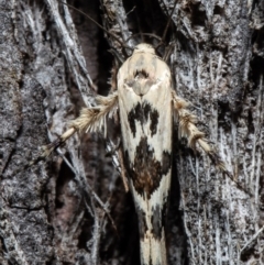 Stathmopoda melanochra (An Oecophorid moth (Eriococcus caterpillar)) at Forde, ACT - 11 May 2021 by Roger