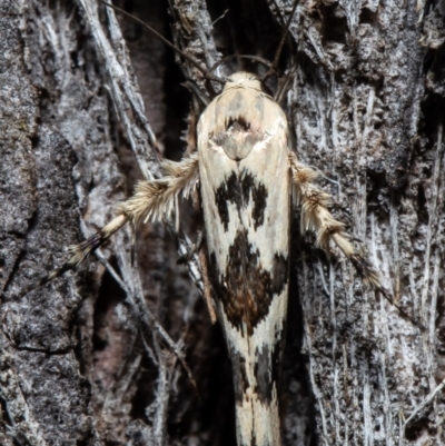 Stathmopoda melanochra (An Oecophorid moth (Eriococcus caterpillar)) at Forde, ACT - 11 May 2021 by Roger