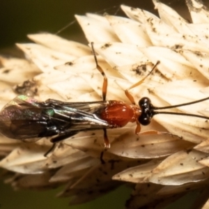 Pycnobraconoides sp. (genus) at Macgregor, ACT - 10 May 2021