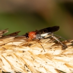 Pycnobraconoides sp. (genus) at Macgregor, ACT - 10 May 2021