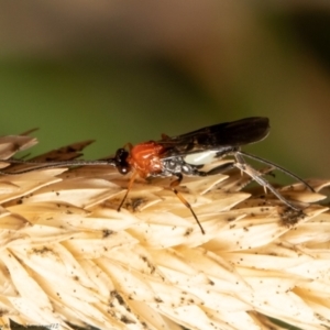 Pycnobraconoides sp. (genus) at Macgregor, ACT - 10 May 2021