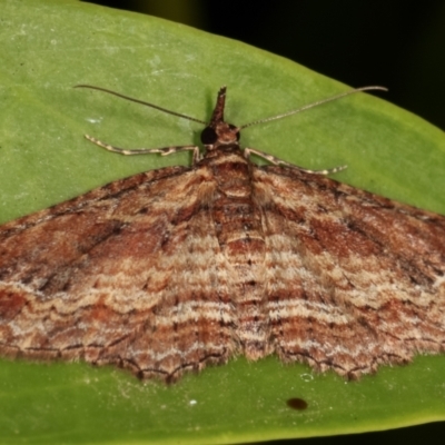 Chloroclystis filata (Filata Moth, Australian Pug Moth) at Melba, ACT - 9 May 2021 by kasiaaus