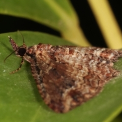 Chloroclystis filata at Melba, ACT - 9 May 2021 11:59 PM