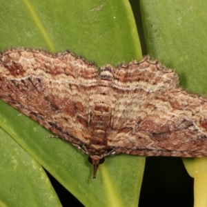 Chloroclystis filata at Melba, ACT - 9 May 2021