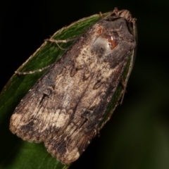 Agrotis ipsilon (Agrotis ipsilon) at Melba, ACT - 9 May 2021 by kasiaaus