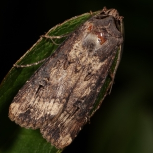 Agrotis ipsilon at Melba, ACT - 9 May 2021 11:49 PM