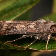 Agrotis ipsilon at Melba, ACT - 9 May 2021 11:49 PM