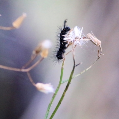 Nyctemera amicus (Senecio Moth, Magpie Moth, Cineraria Moth) at West Wodonga, VIC - 2 May 2021 by Kyliegw