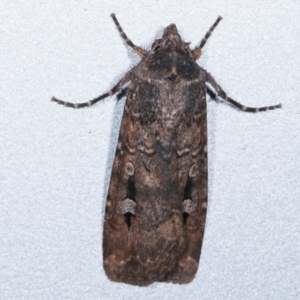 Agrotis infusa at Melba, ACT - 10 May 2021 08:27 PM