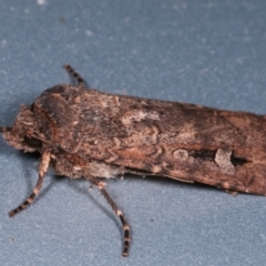 Agrotis infusa at Melba, ACT - 10 May 2021 08:27 PM