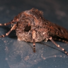 Agrotis infusa at Melba, ACT - 10 May 2021 08:27 PM