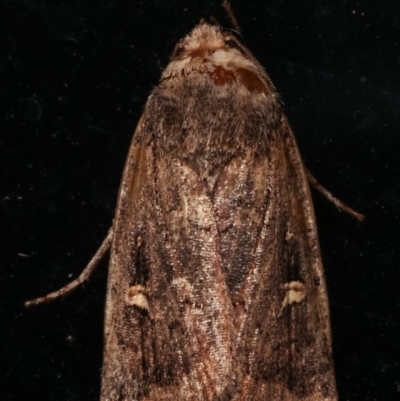 Proteuxoa (genus) (A Noctuid moth) at Melba, ACT - 10 May 2021 by kasiaaus