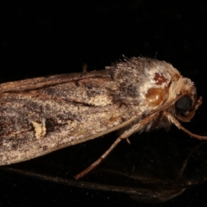 Proteuxoa (genus) at Melba, ACT - 10 May 2021