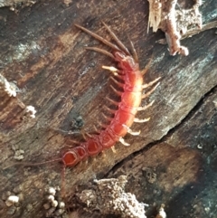 Lithobiomorpha (order) (Unidentified stone centipede) at Umbagong District Park - 11 May 2021 by tpreston