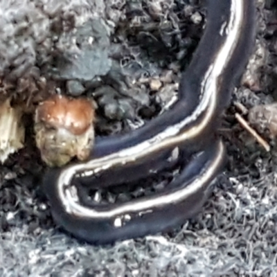 Caenoplana coerulea (Blue Planarian, Blue Garden Flatworm) at Umbagong District Park - 11 May 2021 by tpreston