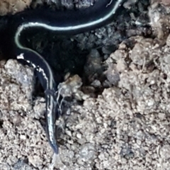 Caenoplana coerulea (Blue Planarian, Blue Garden Flatworm) at Latham, ACT - 11 May 2021 by trevorpreston
