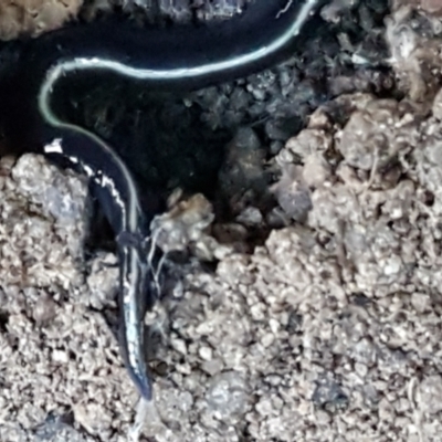 Caenoplana coerulea (Blue Planarian, Blue Garden Flatworm) at Latham, ACT - 11 May 2021 by trevorpreston