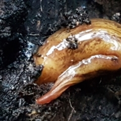 Lenkunya virgata (Brown-streaked planarian) at Latham, ACT - 11 May 2021 by trevorpreston